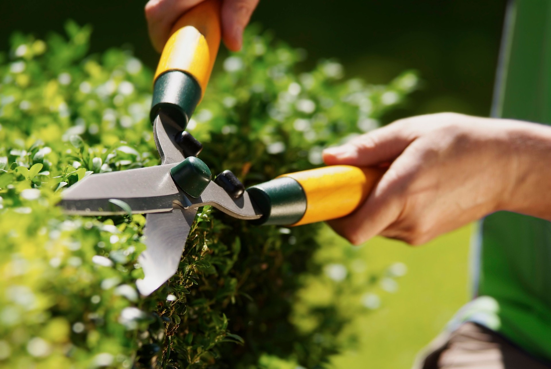 Man using hedge clippers
